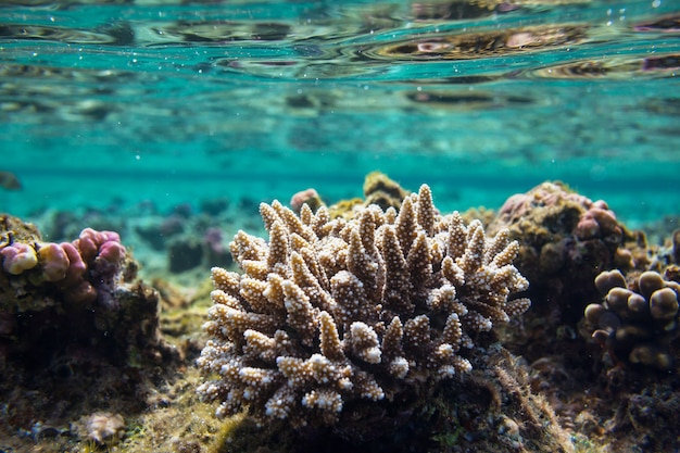 Barriera corallina vivente in Mar Rosso, Egitto. Sfondo insolito naturale.