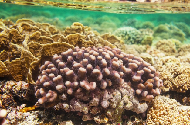 Barriera corallina vivente in Mar Rosso, Egitto.