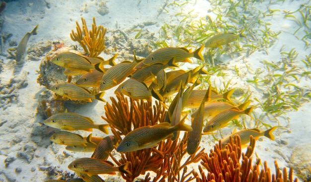 Barriera mesoamericana Great Mayan Reef