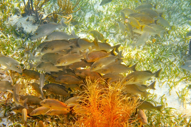 Barriera mesoamericana Great Mayan Reef