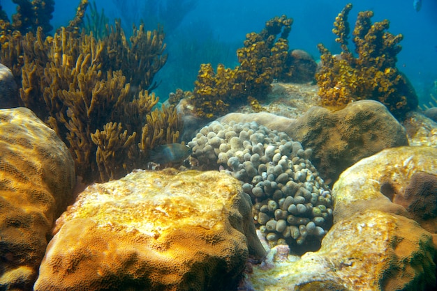 Barriera mesoamericana Great Mayan Reef