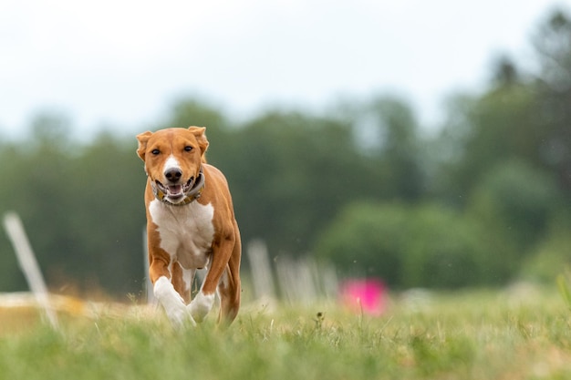 Basenji qualifica di corsa per il corso di esche