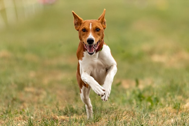 Basenji si è sollevato da terra durante la corsa dei cani