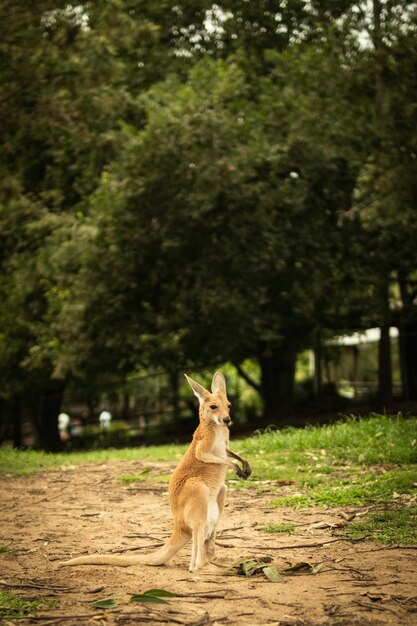 basenji