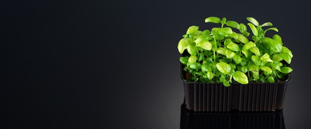 Basil Microgreens in un contenitore in crescita su un primo piano sfondo nero con un posto per il testo.