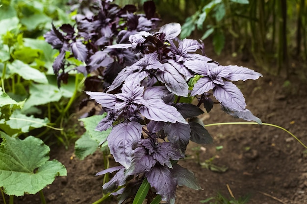 Basil sul letto del giardino Un giovane cespuglio di basilico viola cresce fuori nel giardino