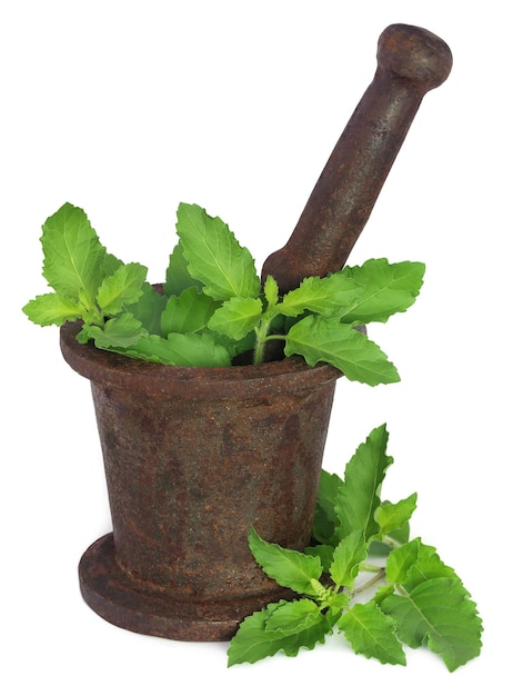 Basilico santo o foglie di tulsi in un mortaio vintage con pestello su sfondo bianco