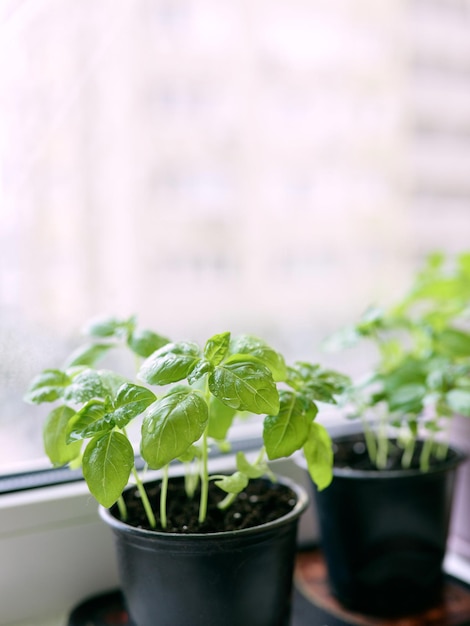 basilico sul davanzale al balcone Giardinaggio domestico hobby cibo cibo bio concetto