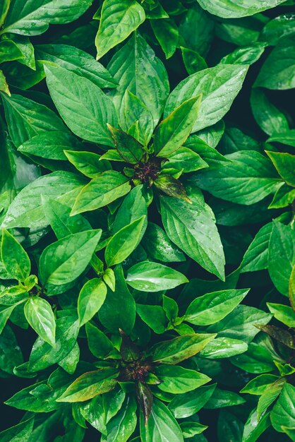 Basilico Verde Che Cresce Nel Giardino Del Cortile