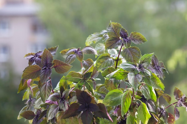 Basilico viola sul davanzale su uno sfondo verde sfocato giardino di casa