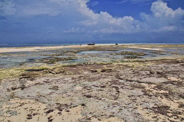 Bassa marea su Zanzibar, Oceano Indiano