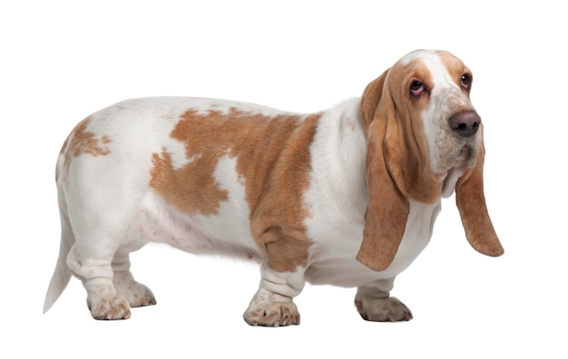 Basset Hound, 3 anni, in piedi