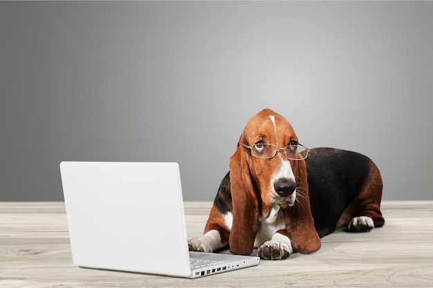 Basset Hound cane con laptop sullo sfondo