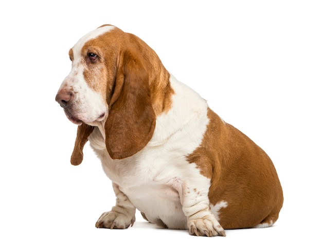 Basset Hound che si siede e che guarda a sinistra isolato su bianco