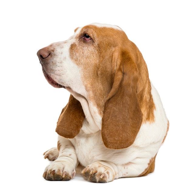 Basset Hound che si trova e che guarda a sinistra isolato su bianco