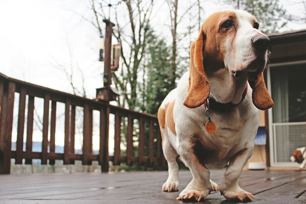 Bassett Hound