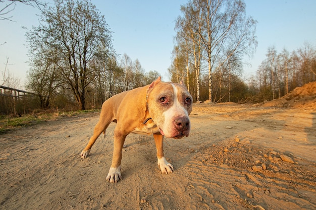 Basso angolo di pensieroso attento Staffordshire Terrier cane che guarda lontano mentre si sta in piedi su una strada sterrata