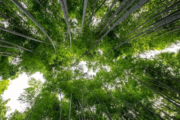 Basso angolo di visione della foresta di bambù ad Arashiyama, Giappone