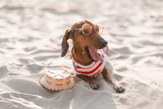 Bassotto nano con una tuta da cane a righe, occhiali da sole e cappello di paglia, sta prendendo il sole su una spiaggia sabbiosa