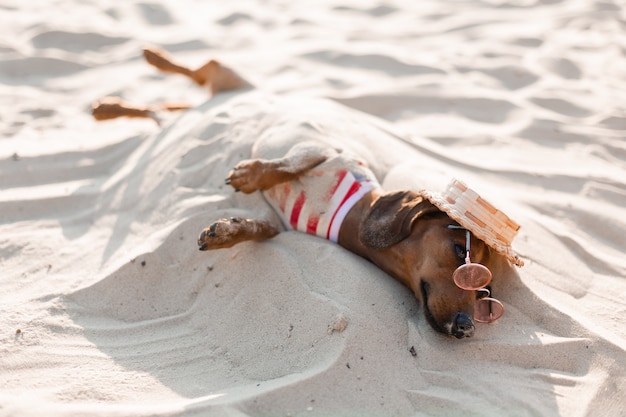 Bassotto nano con una tuta da cane a righe, occhiali da sole e cappello di paglia, sta prendendo il sole su una spiaggia sabbiosa