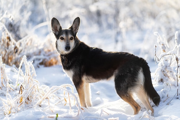 Bastardo di cane grande bianco e nero carino