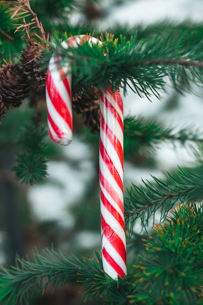 Bastoncino di zucchero appeso a un albero di Natale all'esterno