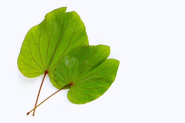 Bauhinia aureifolia o bauhinia foglia d'oro