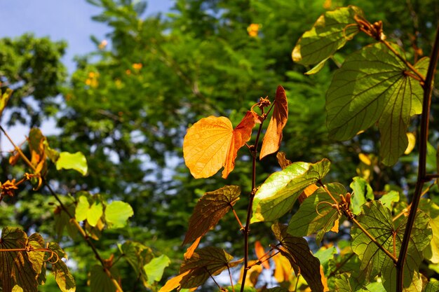 Bauhinia aureifolia o bauhinia foglia d'oro