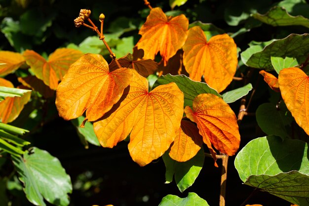 Bauhinia aureifolia o bauhinia foglia d'oro