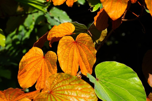 Bauhinia aureifolia o bauhinia foglia d'oro