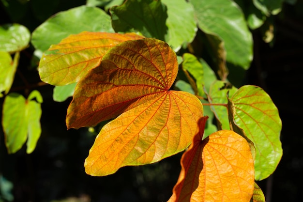 Bauhinia aureifolia o bauhinia foglia d'oro