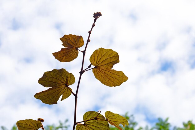 Bauhinia aureifolia o bauhinia foglia d'oro