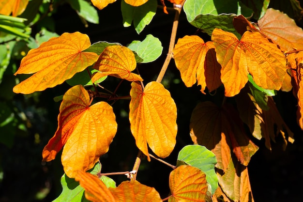 Bauhinia aureifolia o bauhinia foglia d'oro