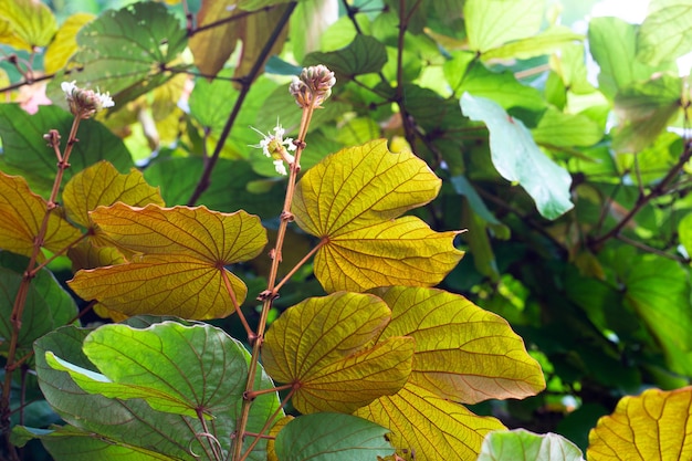 Bauhinia aureifolia o bauhinia foglia d'oro