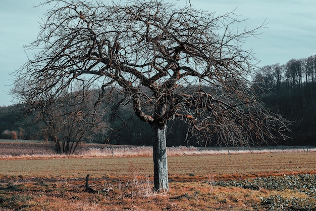 Baum in der Landschaft