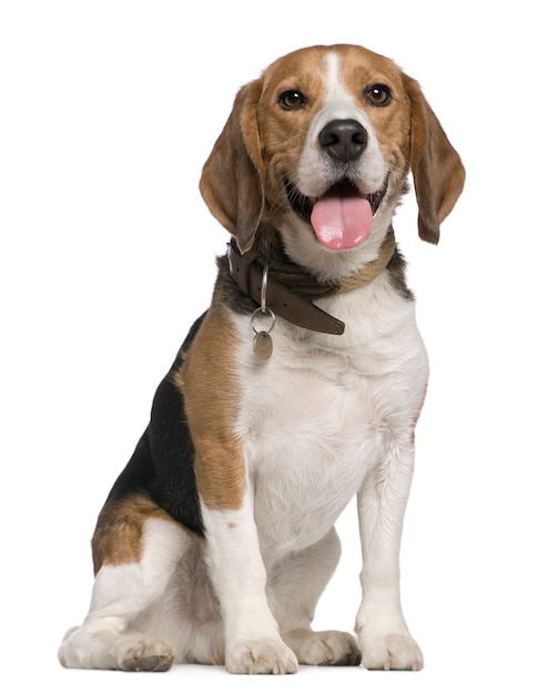 Beagle, 5 anni, seduto di fronte al muro bianco