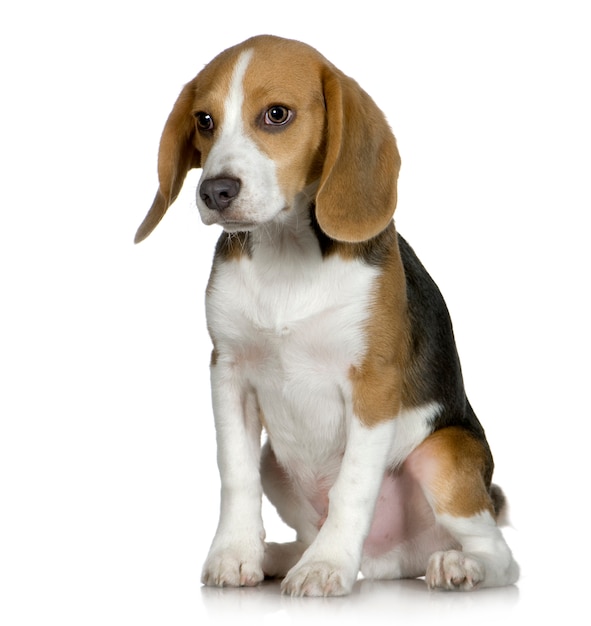 Beagle (5 mesi)