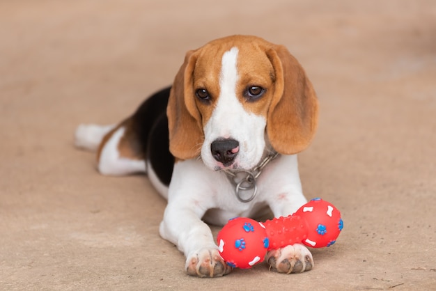 Beagle carino con il suo giocattolo, concetto di vita animale