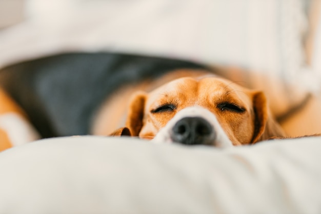 Beagle che dorme sul divano