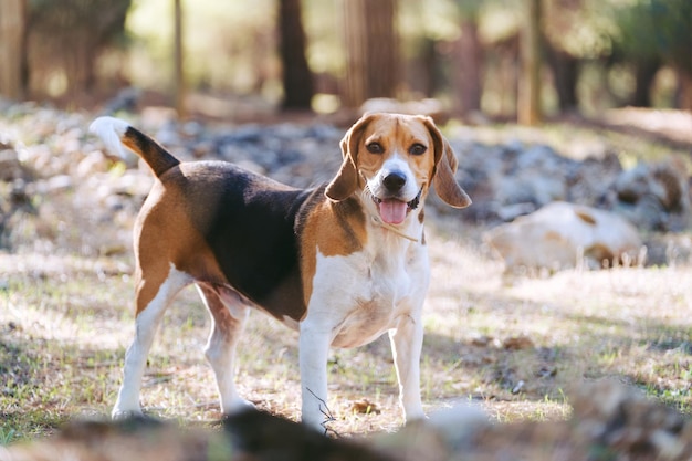 Beagle che gioca nella foresta