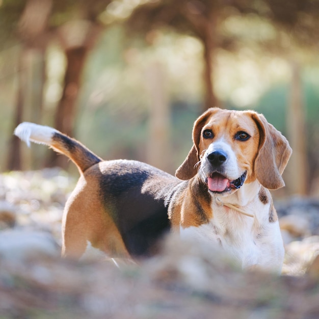 Beagle che gioca nella foresta