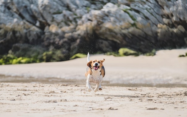 Beagle che gioca sulla spiaggia Cane felice