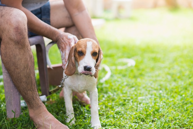 Beagle cucciolo carino facendo una doccia