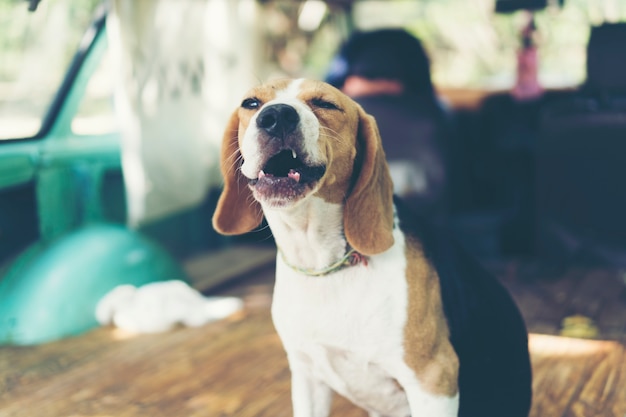 beagle Cucciolo di cane in auto