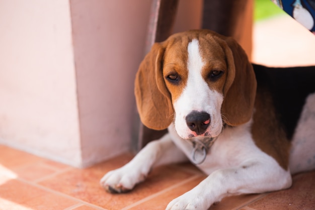 beagle cucciolo dormire sul pavimento