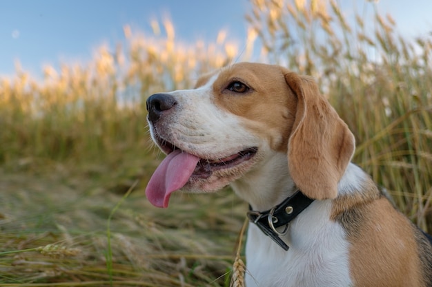 Beagle di razza per una passeggiata in estate tra il grano dorato maturo