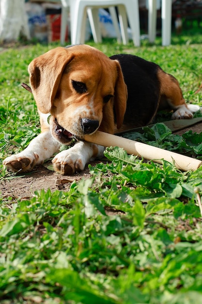 Beagle sdraiato sull'erba e mordicchia un bastone
