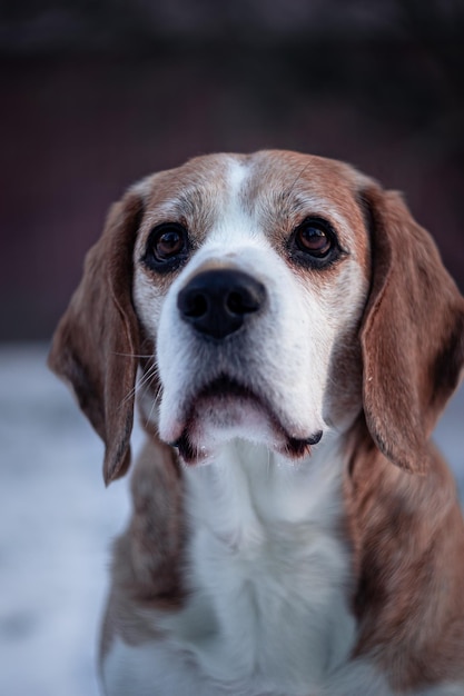 Beagle, segugio, il migliore amico dell'uomo