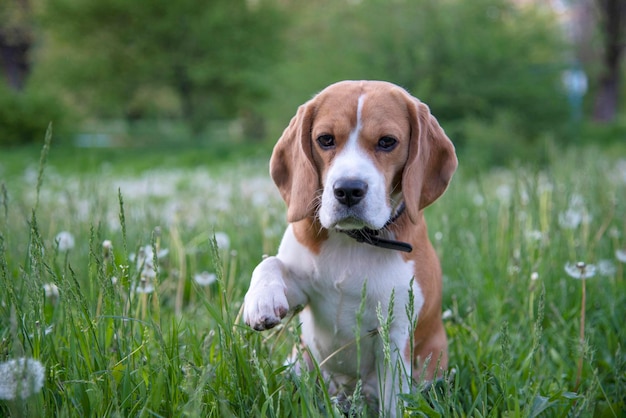 Beagle