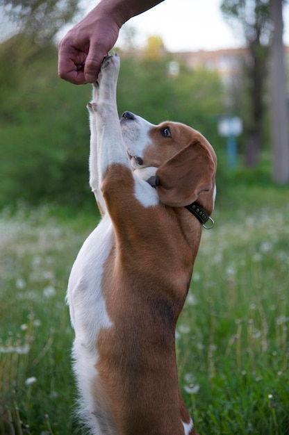 Beagle